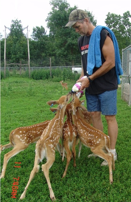 C L WHITETAIL fawns of 2010 - Bottle feeding