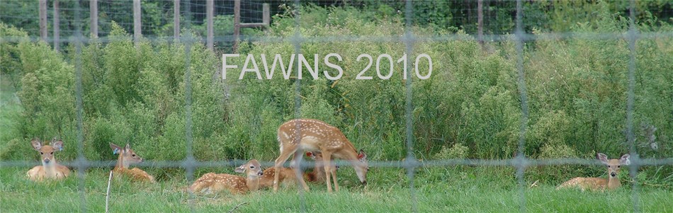 Group of County Line Whitetail Fawns