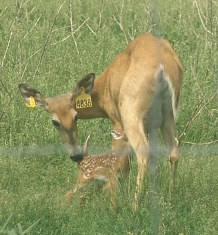 C L WHITETAIL fawns of 2011
